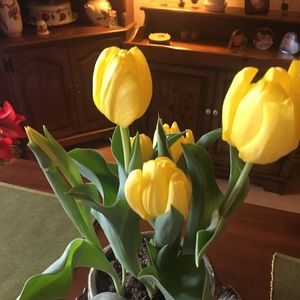 Meet your Posher, Louise